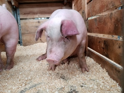 粉红色的猪在棕色的笼子里

